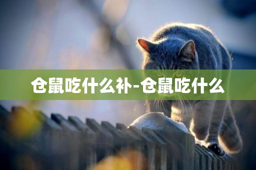 倉鼠吃什么補-倉鼠吃什么