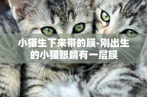 小貓生下來帶的膜-剛出生的小貓眼睛有一層膜