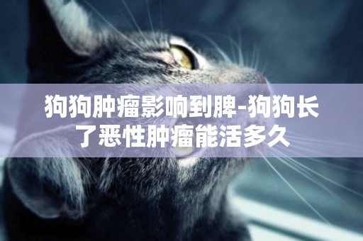 狗狗腫瘤影響到脾-狗狗長了惡性腫瘤能活多久