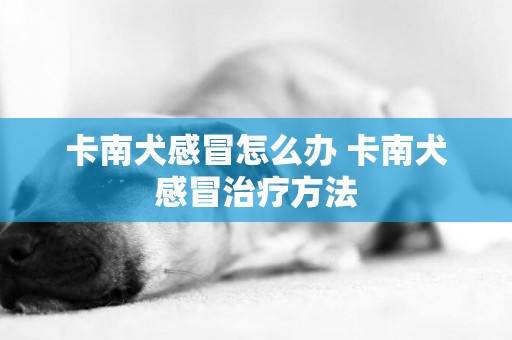 卡南犬感冒怎么辦 卡南犬感冒治療方法