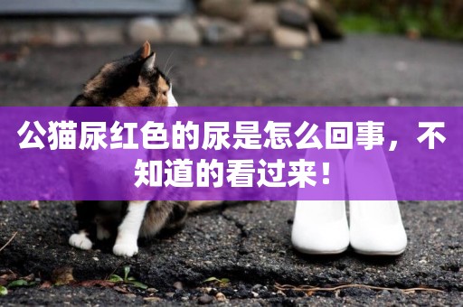 公貓尿紅色的尿是怎么回事，不知道的看過來！