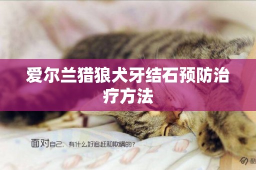 愛爾蘭獵狼犬牙結石預防治療方法