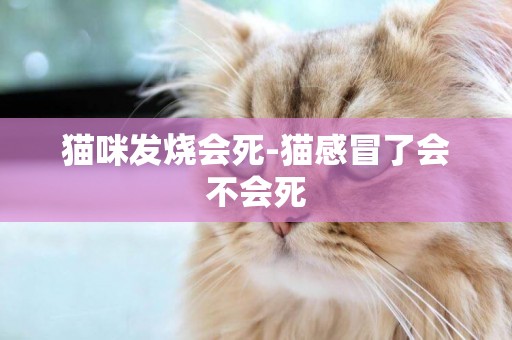 貓咪發燒會死-貓感冒了會不會死