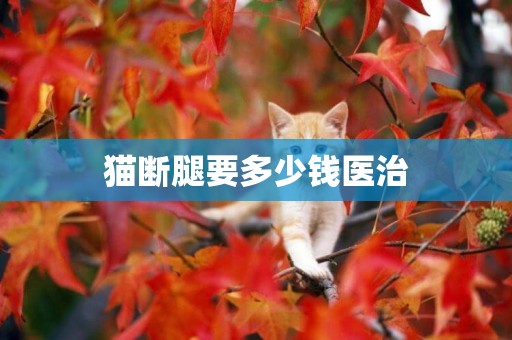 貓斷腿要多少錢醫治