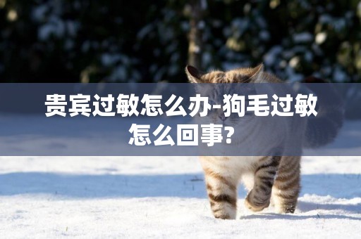 貴賓過敏怎么辦-狗毛過敏怎么回事?