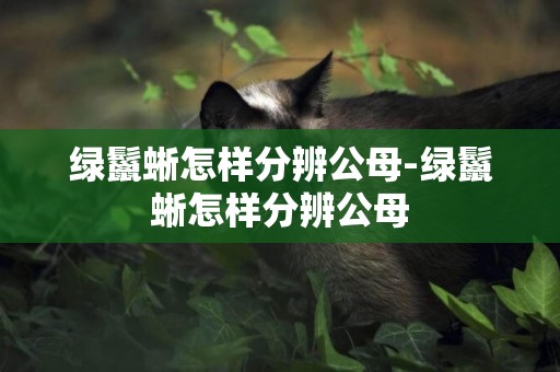 綠鬣蜥怎樣分辨公母-綠鬣蜥怎樣分辨公母