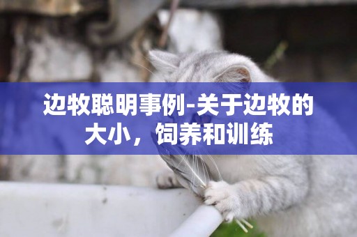 邊牧聰明事例-關于邊牧的大小，飼養和訓練