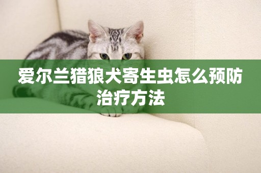 愛爾蘭獵狼犬寄生蟲怎么預防治療方法