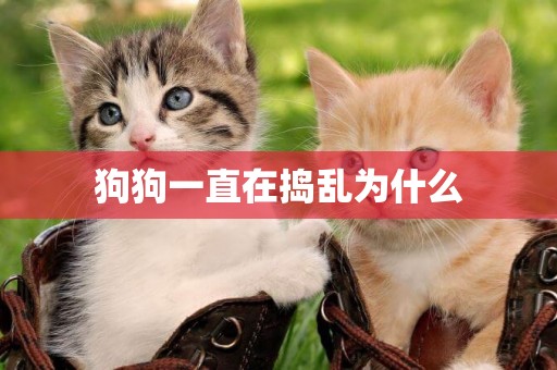 狗狗一直在搗亂為什么