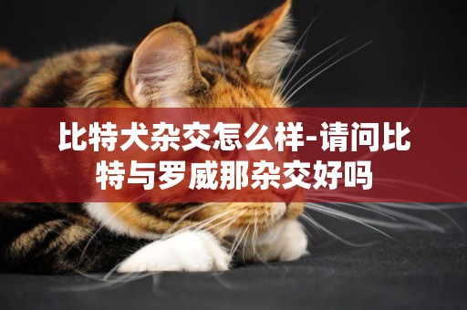 比特犬雜交怎么樣-請問比特與羅威那雜交好嗎