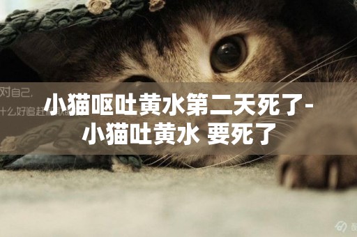 小貓嘔吐黃水第二天死了-小貓吐黃水 要死了
