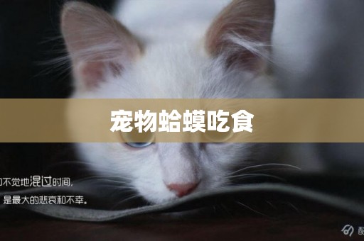 寵物蛤蟆吃食
