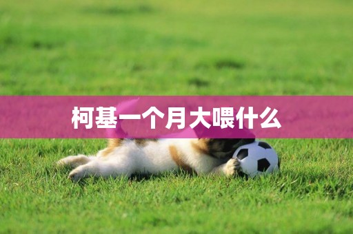 柯基一個月大喂什么