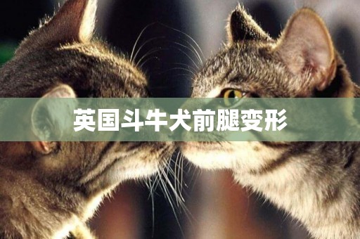 英國斗牛犬前腿變形