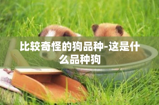 比較奇怪的狗品種-這是什么品種狗