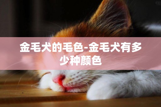 金毛犬的毛色-金毛犬有多少種顏色