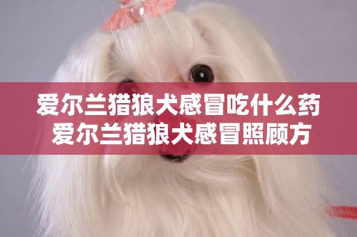 愛爾蘭獵狼犬感冒吃什么藥 愛爾蘭獵狼犬感冒照顧方法