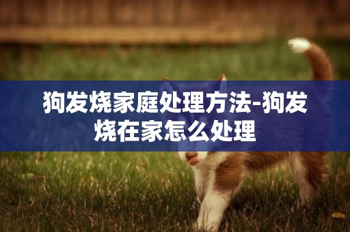 狗發燒家庭處理方法-狗發燒在家怎么處理