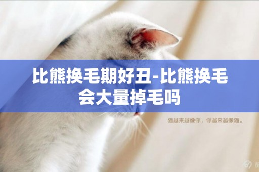 比熊換毛期好丑-比熊換毛會大量掉毛嗎