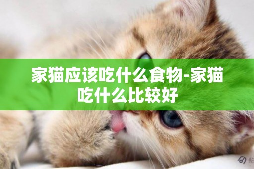 家貓應該吃什么食物-家貓吃什么比較好