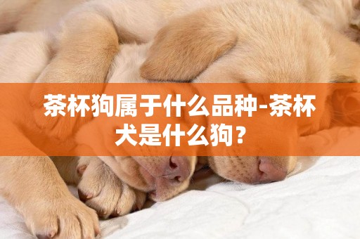 茶杯狗屬于什么品種-茶杯犬是什么狗？