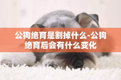 公狗絕育是割掉什么-公狗絕育后會有什么變化