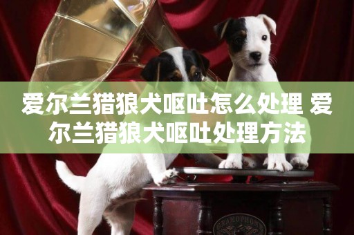 愛爾蘭獵狼犬嘔吐怎么處理 愛爾蘭獵狼犬嘔吐處理方法