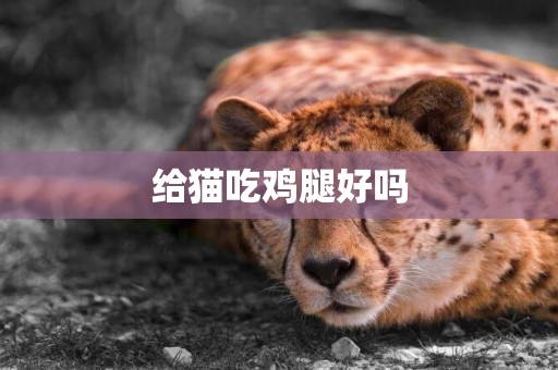 給貓吃雞腿好嗎