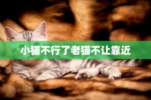 小貓不行了老貓不讓靠近