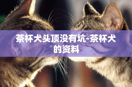 茶杯犬頭頂沒有坑-茶杯犬的資料