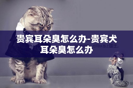 貴賓耳朵臭怎么辦-貴賓犬耳朵臭怎么辦