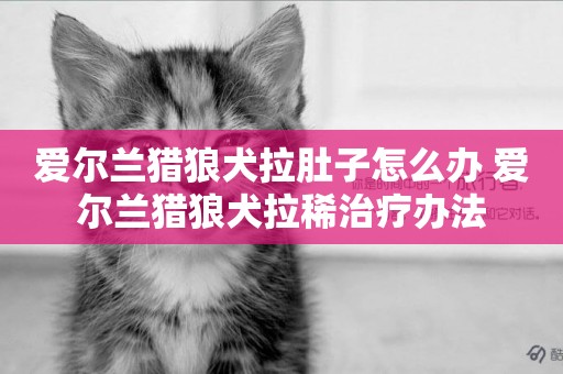 愛爾蘭獵狼犬拉肚子怎么辦 愛爾蘭獵狼犬拉稀治療辦法