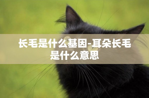 長毛是什么基因-耳朵長毛是什么意思