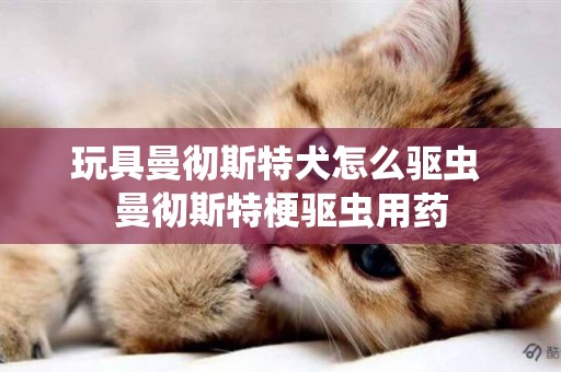 玩具曼徹斯特犬怎么驅蟲 曼徹斯特梗驅蟲用藥