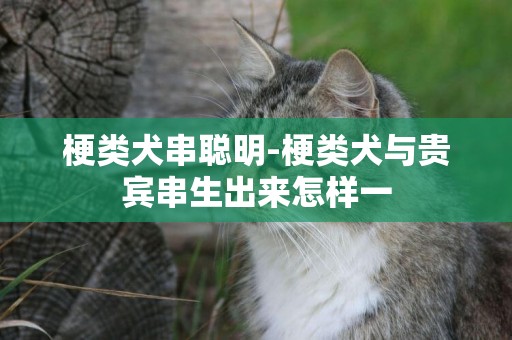 梗類犬串聰明-梗類犬與貴賓串生出來怎樣一