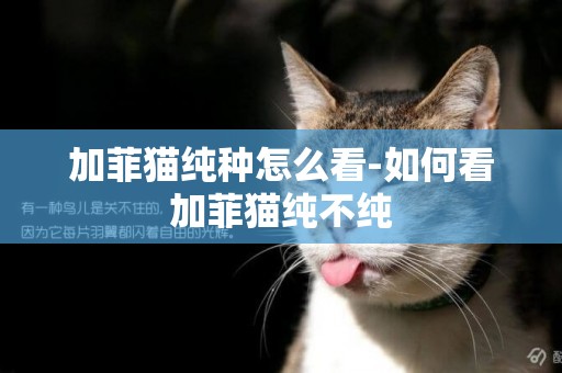 加菲貓純種怎么看-如何看加菲貓純不純