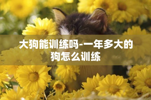 大狗能訓練嗎-一年多大的狗怎么訓練