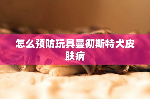 怎么預防玩具曼徹斯特犬皮膚病