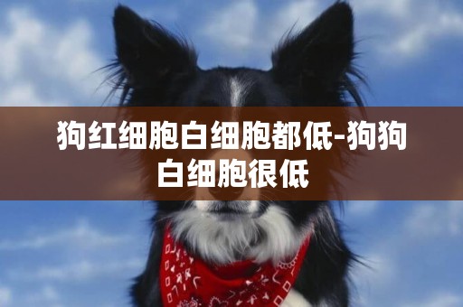 狗紅細胞白細胞都低-狗狗白細胞很低