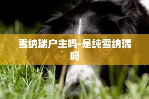雪納瑞戶主嗎-是純雪納瑞嗎