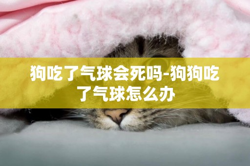 狗吃了氣球會死嗎-狗狗吃了氣球怎么辦
