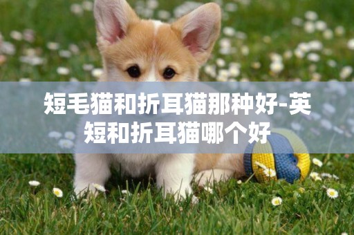 短毛貓和折耳貓那種好-英短和折耳貓哪個好