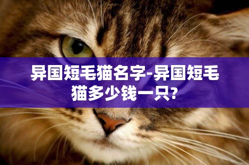 異國短毛貓名字-異國短毛貓多少錢一只?