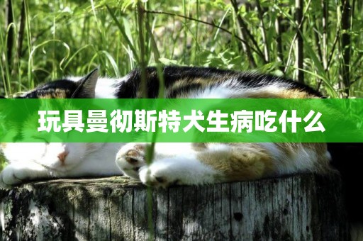 玩具曼徹斯特犬生病吃什么