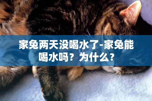 家兔兩天沒喝水了-家兔能喝水嗎？為什么？