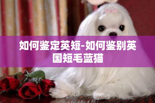 如何鑒定英短-如何鑒別英國短毛藍貓