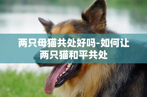 兩只母貓共處好嗎-如何讓兩只貓和平共處