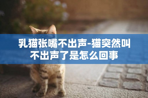 乳貓張嘴不出聲-貓突然叫不出聲了是怎么回事
