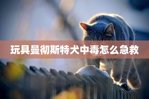 玩具曼徹斯特犬中毒怎么急救