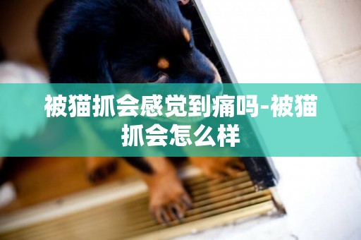 被貓抓會感覺到痛嗎-被貓抓會怎么樣